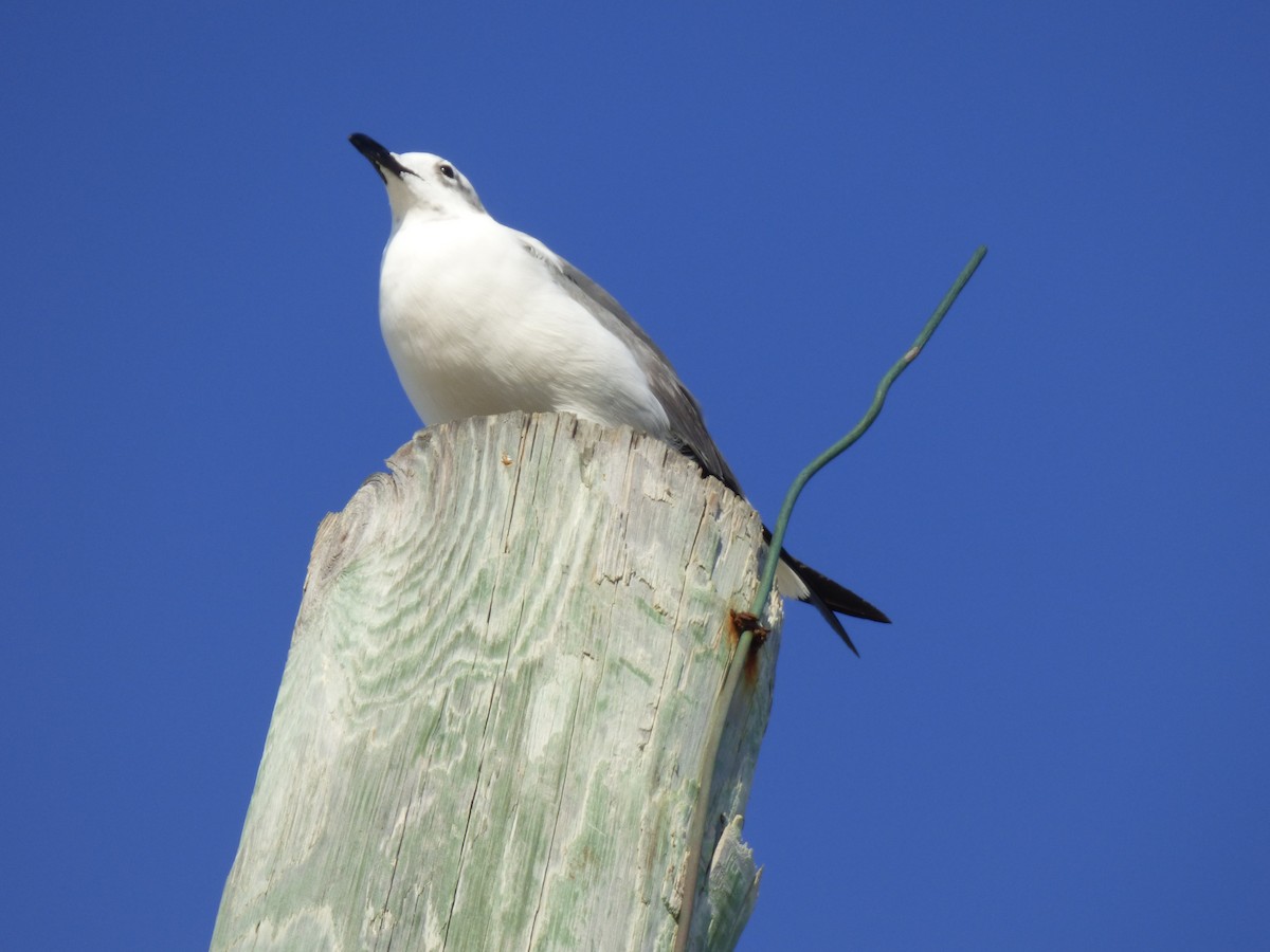 Laughing Gull - ML177067621