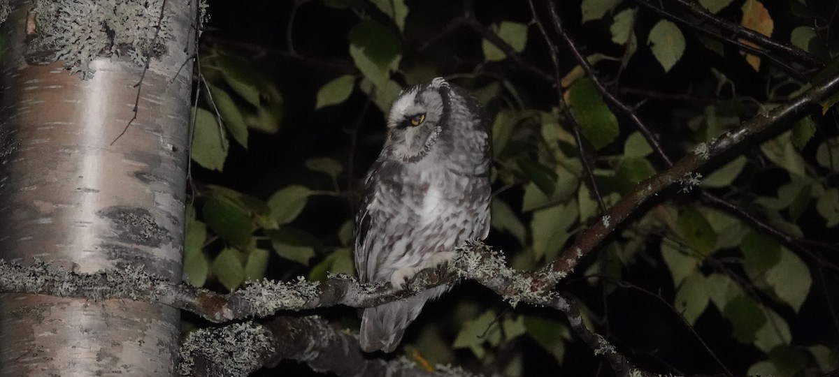 Boreal Owl - eero salo-oja