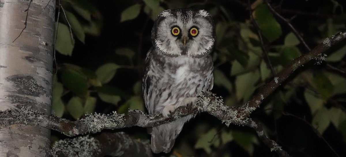 Boreal Owl - eero salo-oja