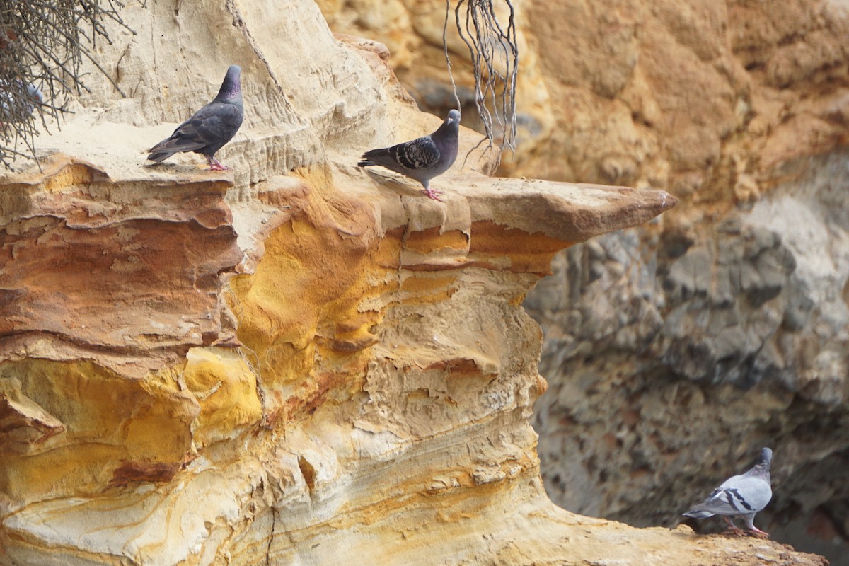 Rock Pigeon (Feral Pigeon) - ML177068761