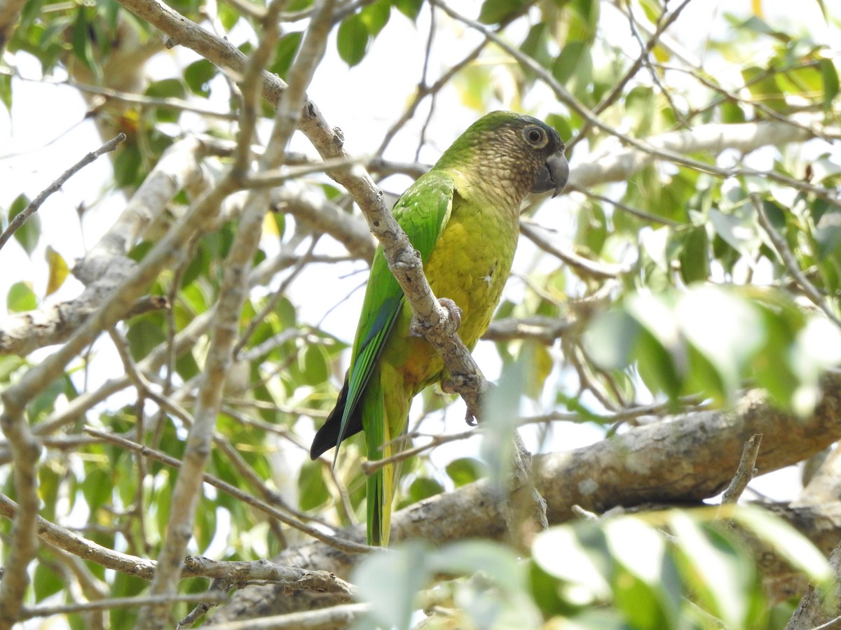 Brown-throated Parakeet - ML177070461