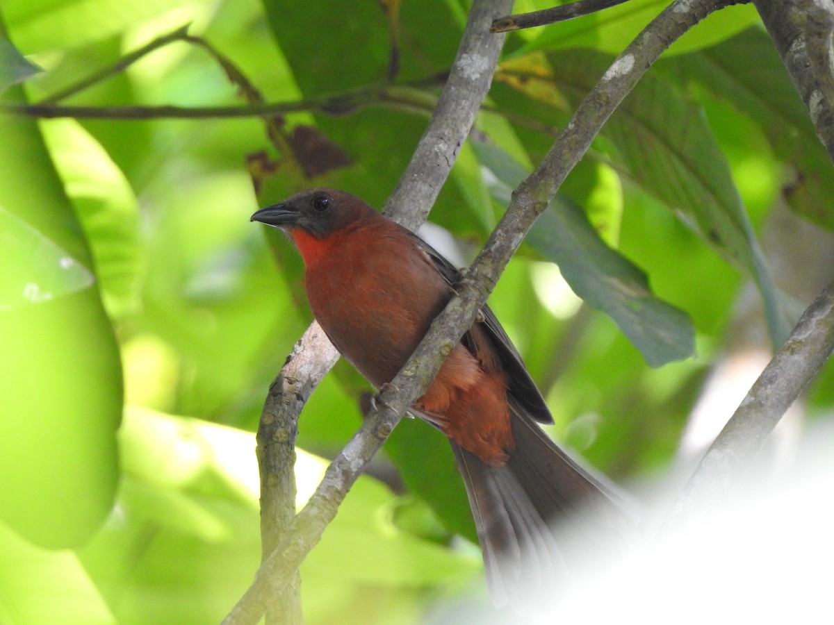 Red-throated Ant-Tanager - ML177070801