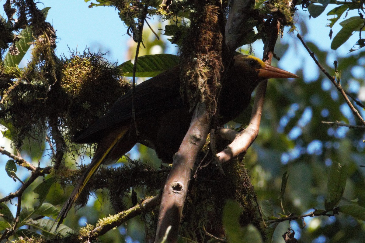 Russet-backed Oropendola - ML177071321