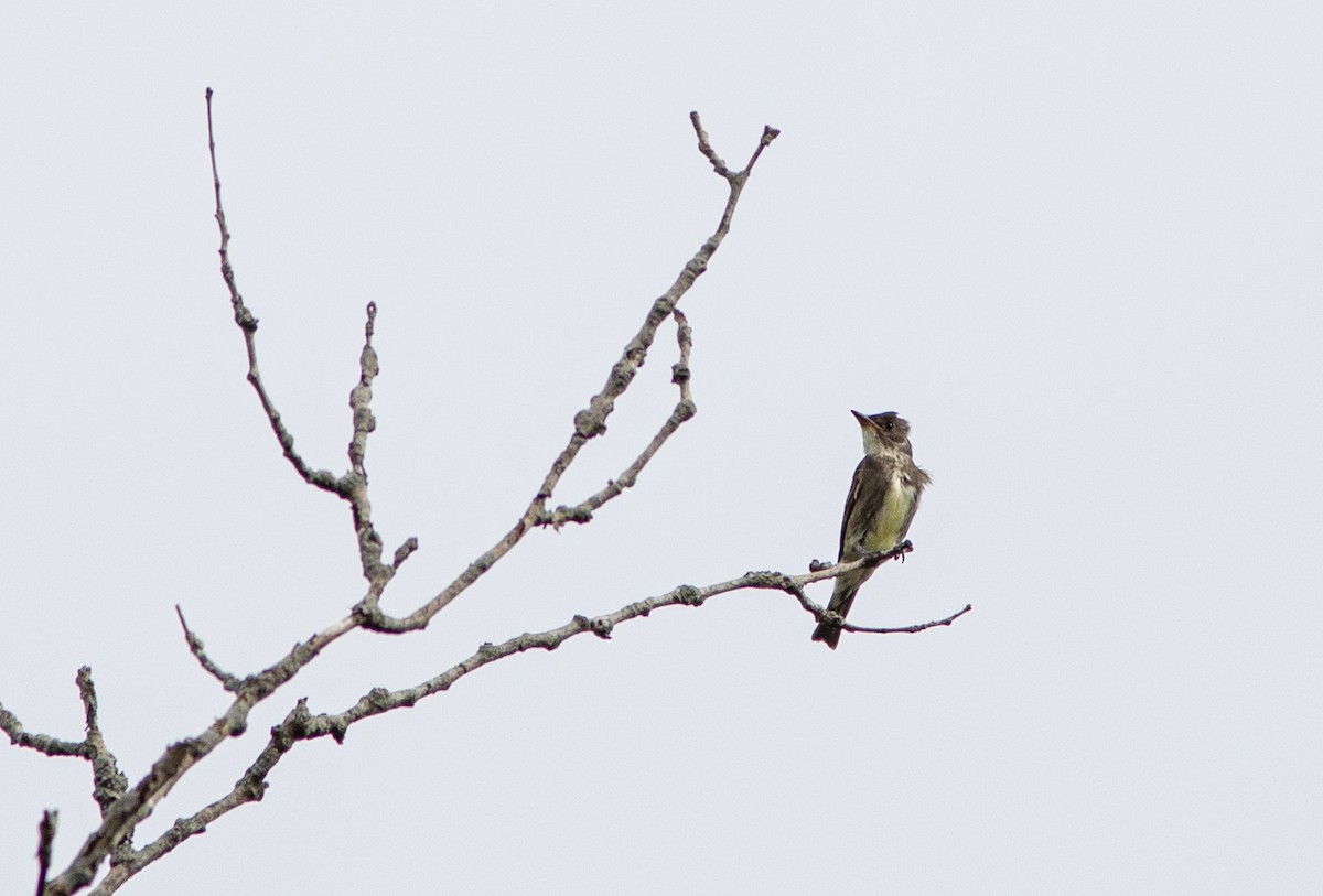 Olive-sided Flycatcher - Suzanne Labbé