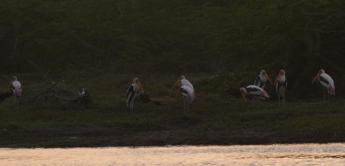 Painted Stork - ML177072811