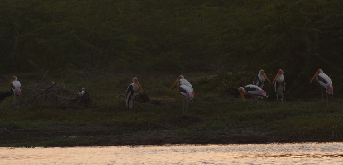 Painted Stork - ML177072811