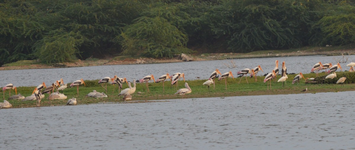 Painted Stork - ML177072841