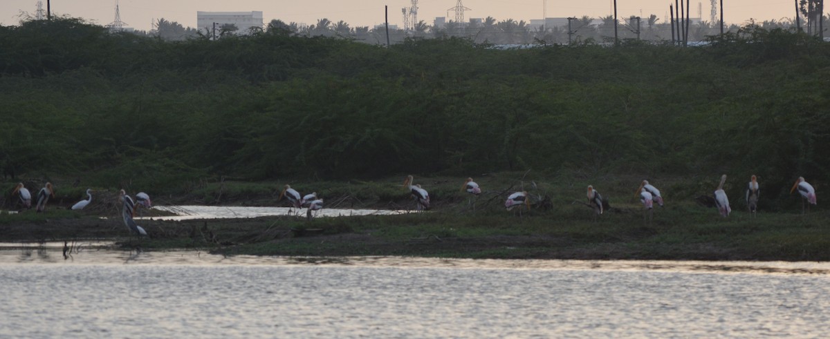 Painted Stork - ML177072871