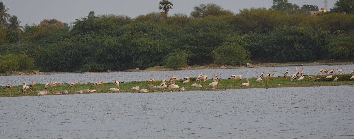 Painted Stork - ML177072981