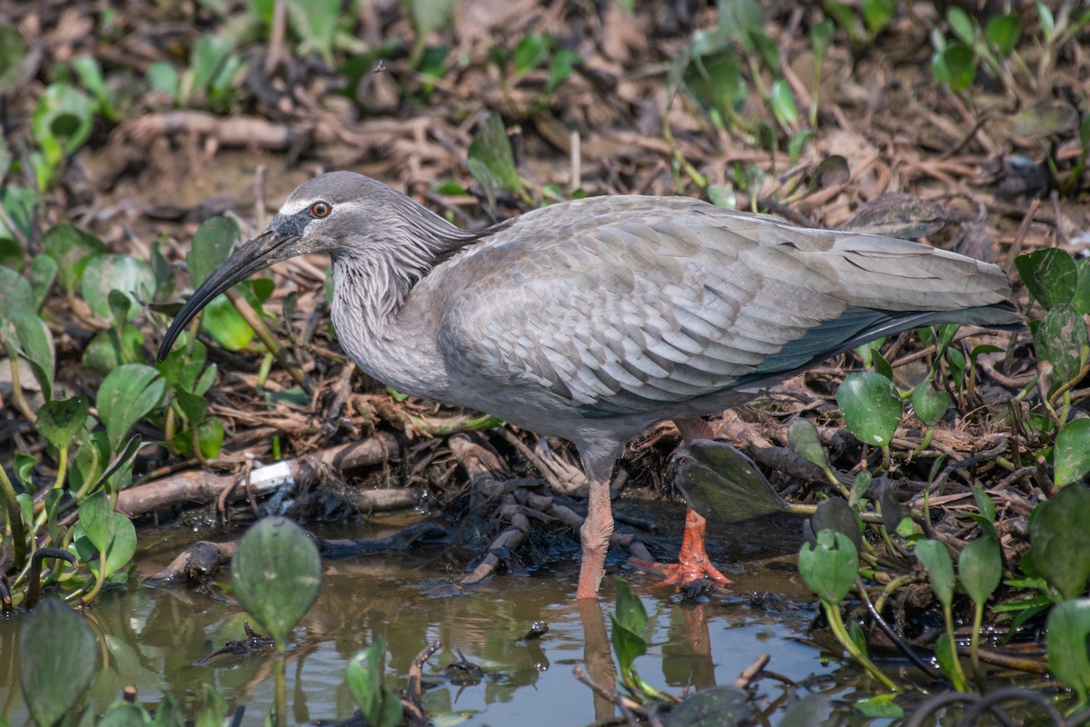 Plumbeous Ibis - Adriana Dinu