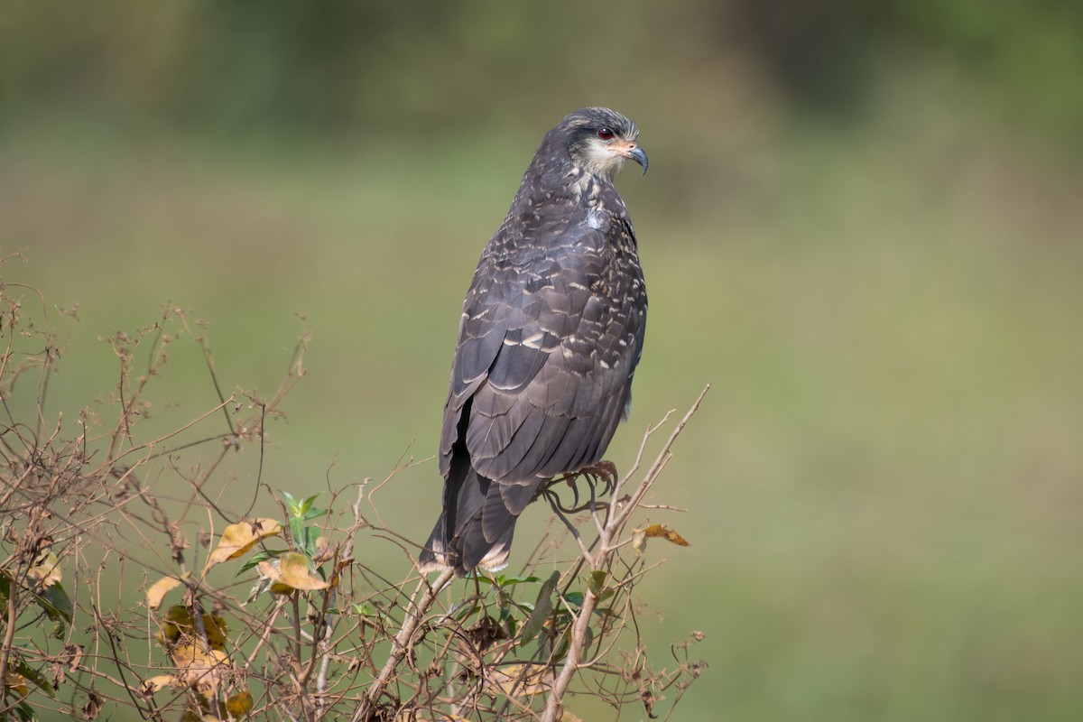 Snail Kite - ML177073231