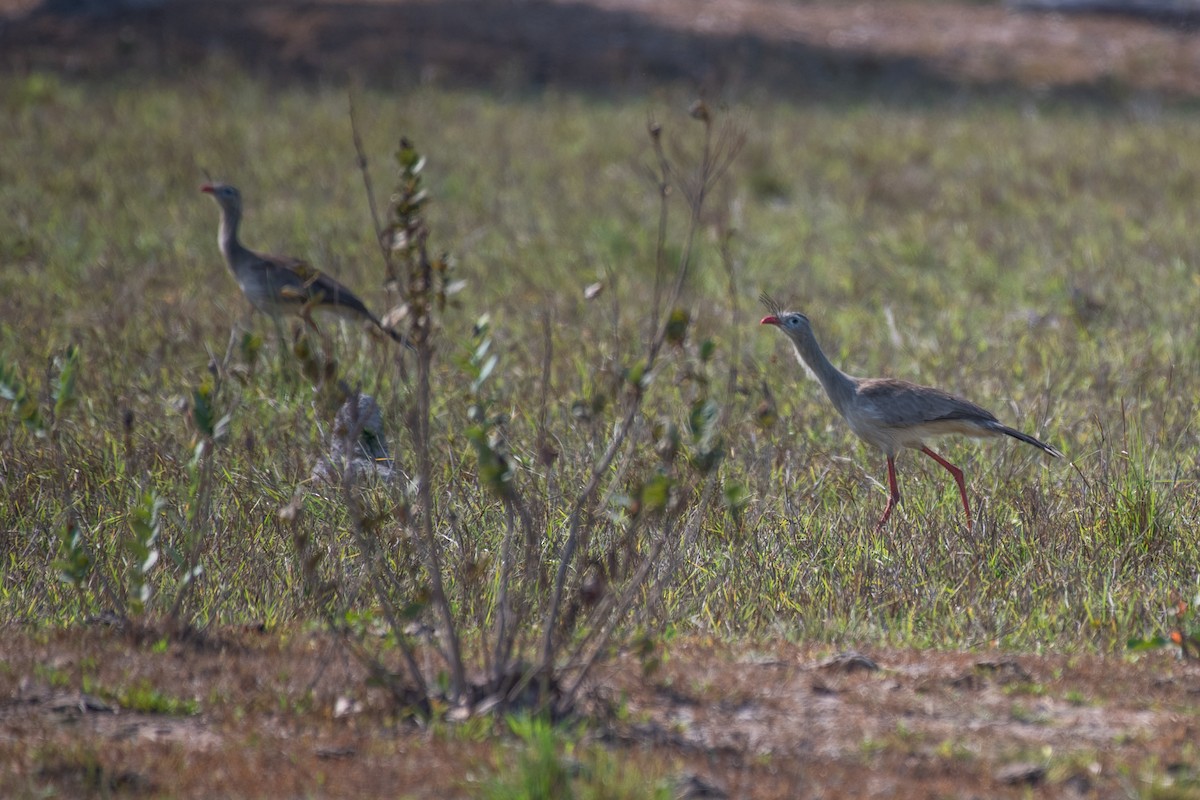 Red-legged Seriema - ML177073421