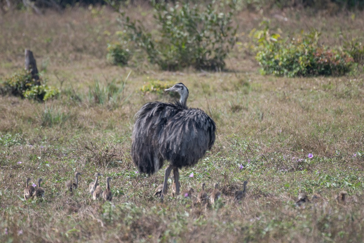 Greater Rhea - ML177073881