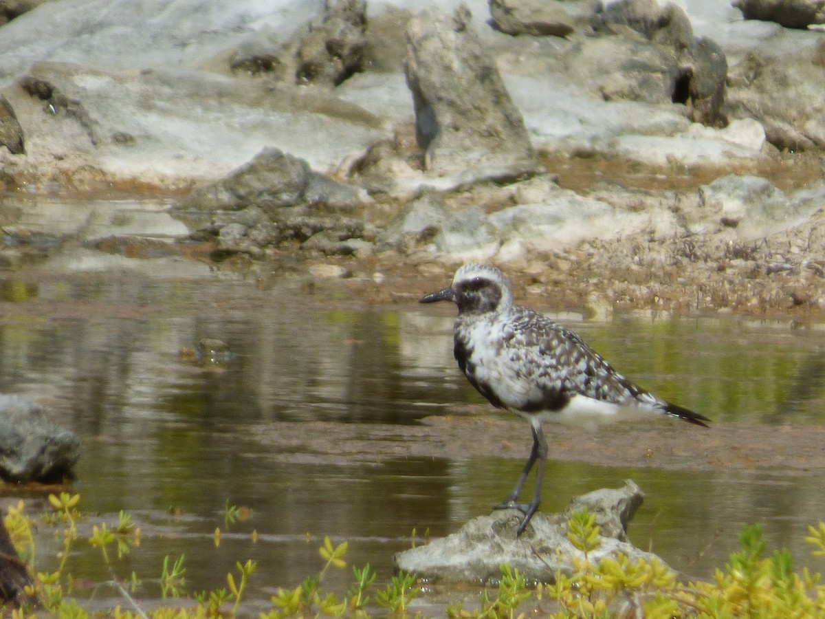 Black-bellied Plover - ML177075111