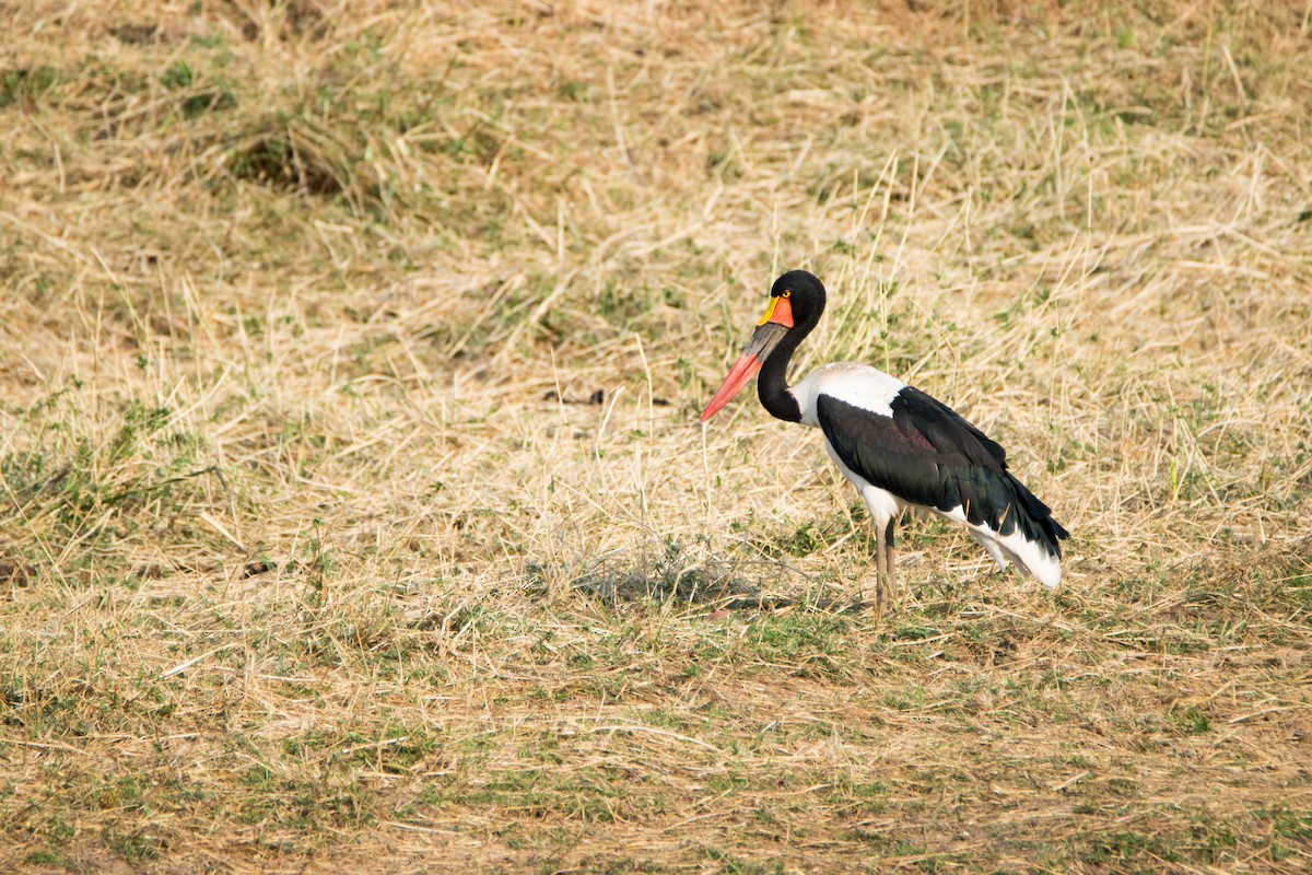 Saddle-billed Stork - William Luckhardt