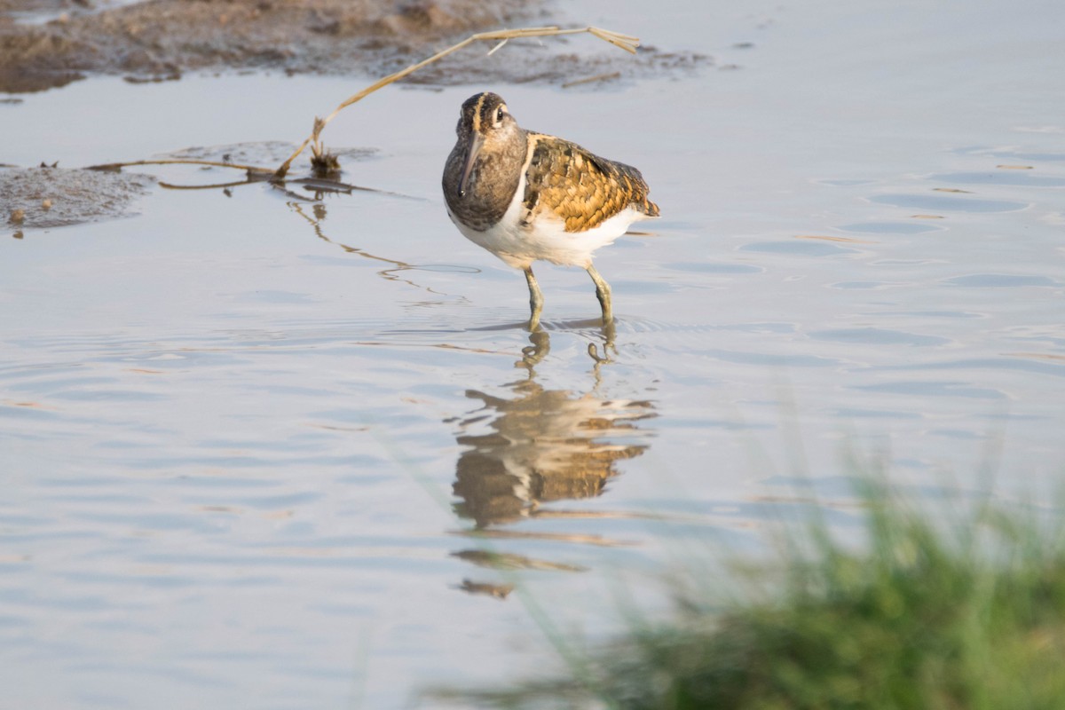 Greater Painted-Snipe - ML177075641