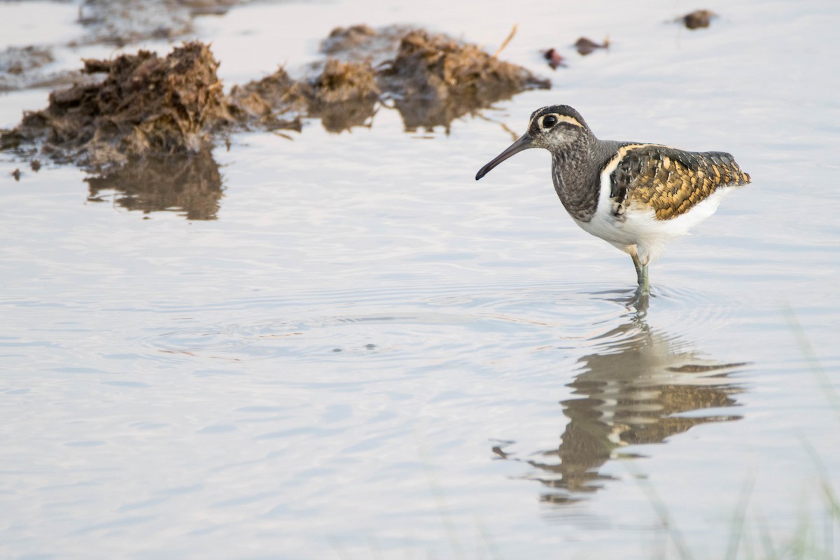 Greater Painted-Snipe - ML177075651