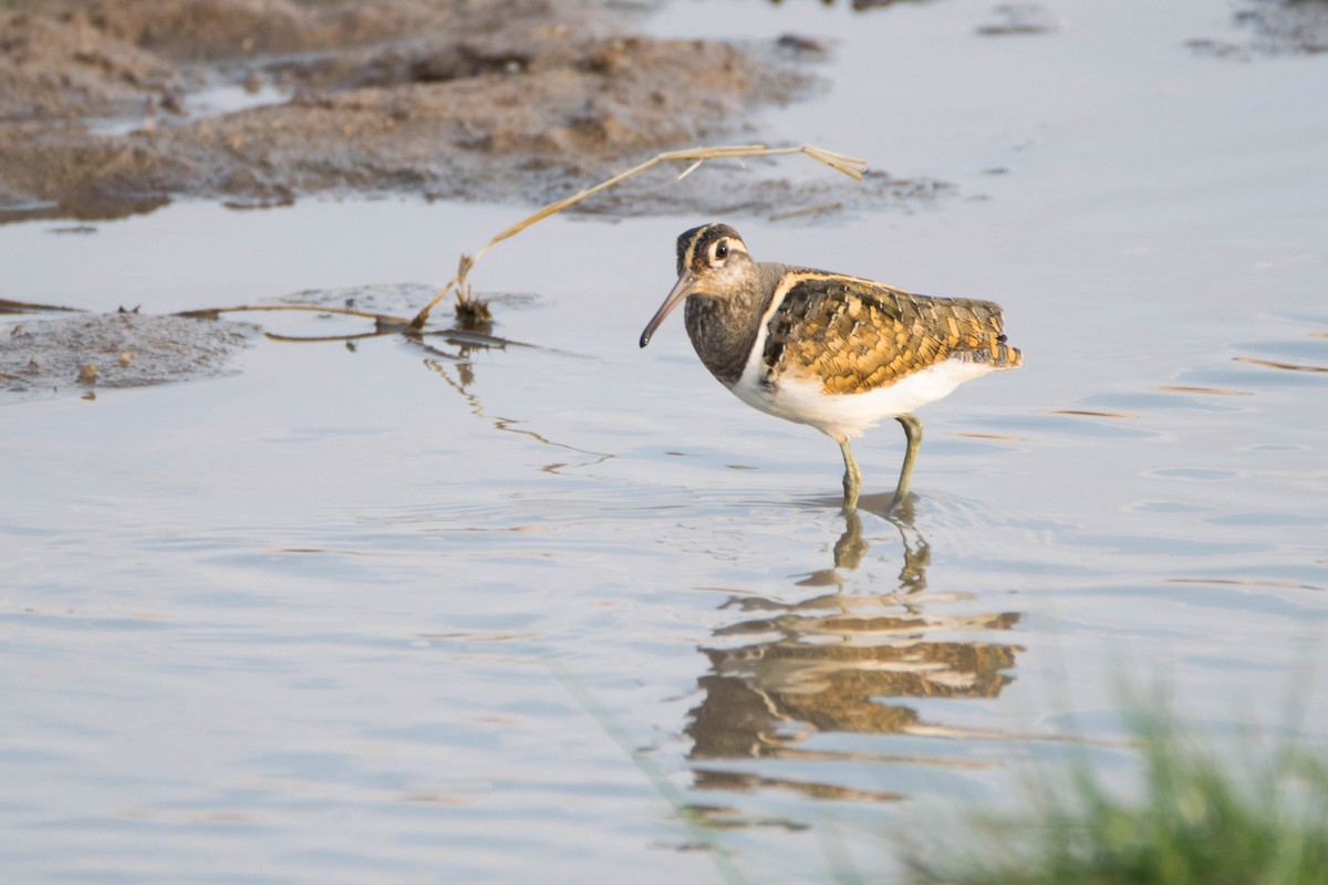 Greater Painted-Snipe - ML177075661