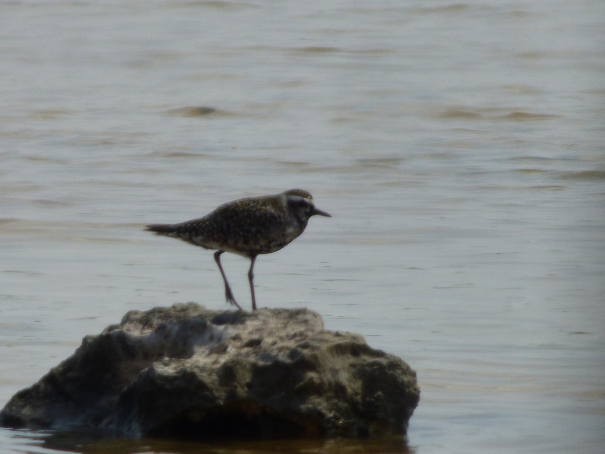 American Golden-Plover - Tarra Lindo