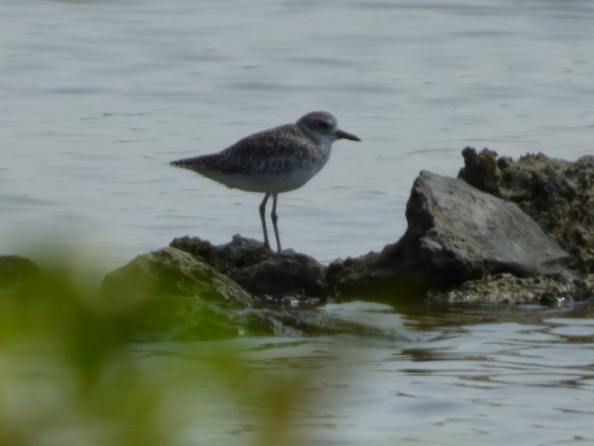 Black-bellied Plover - Tarra Lindo