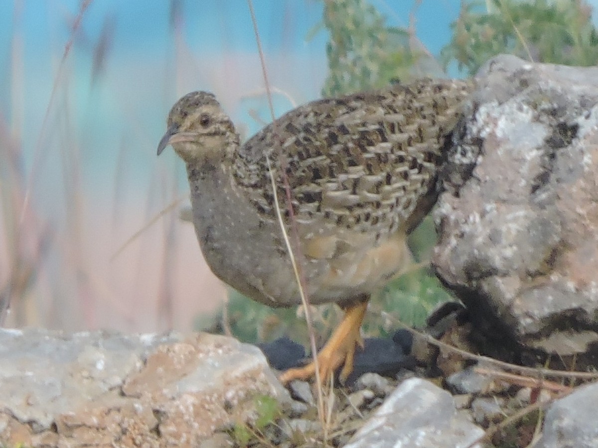 Ornate Tinamou - ML177076531