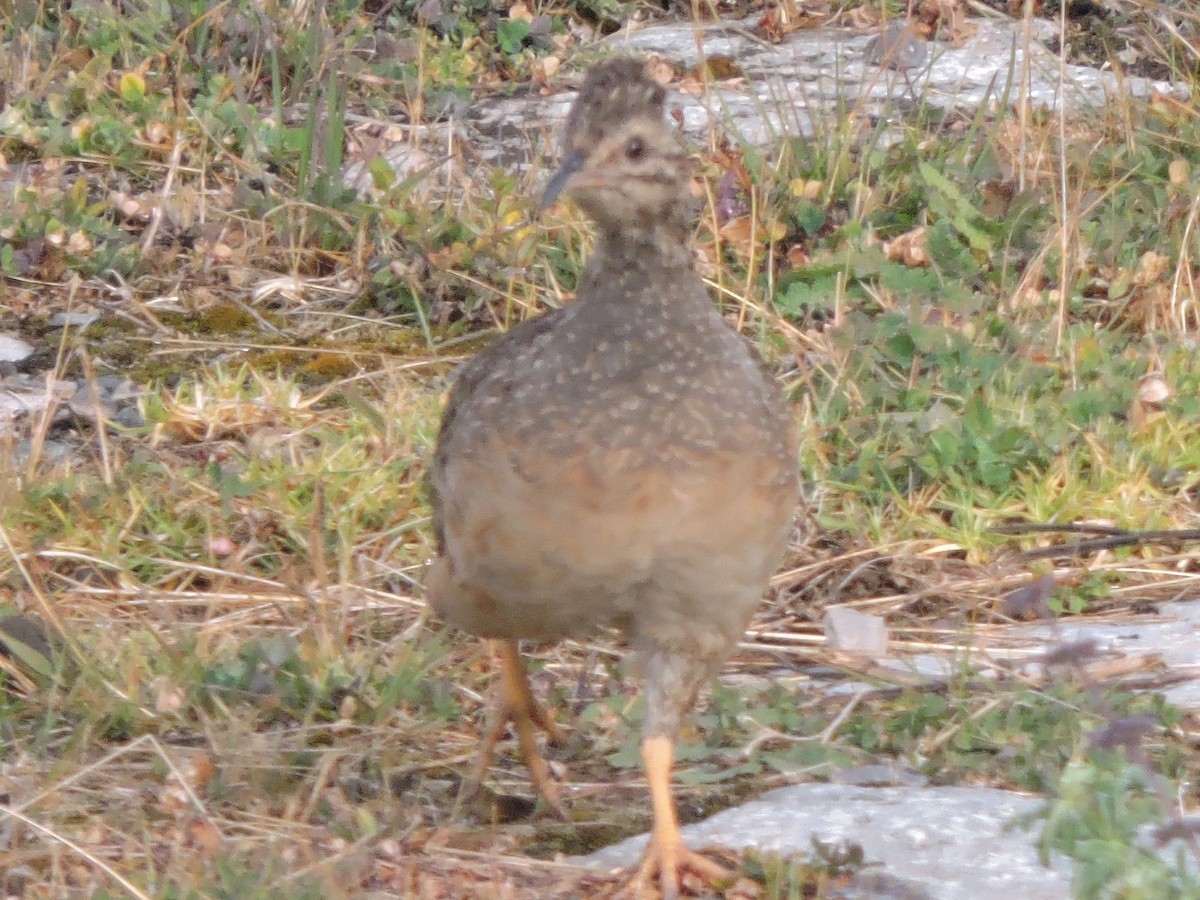 Ornate Tinamou - Michael Clay