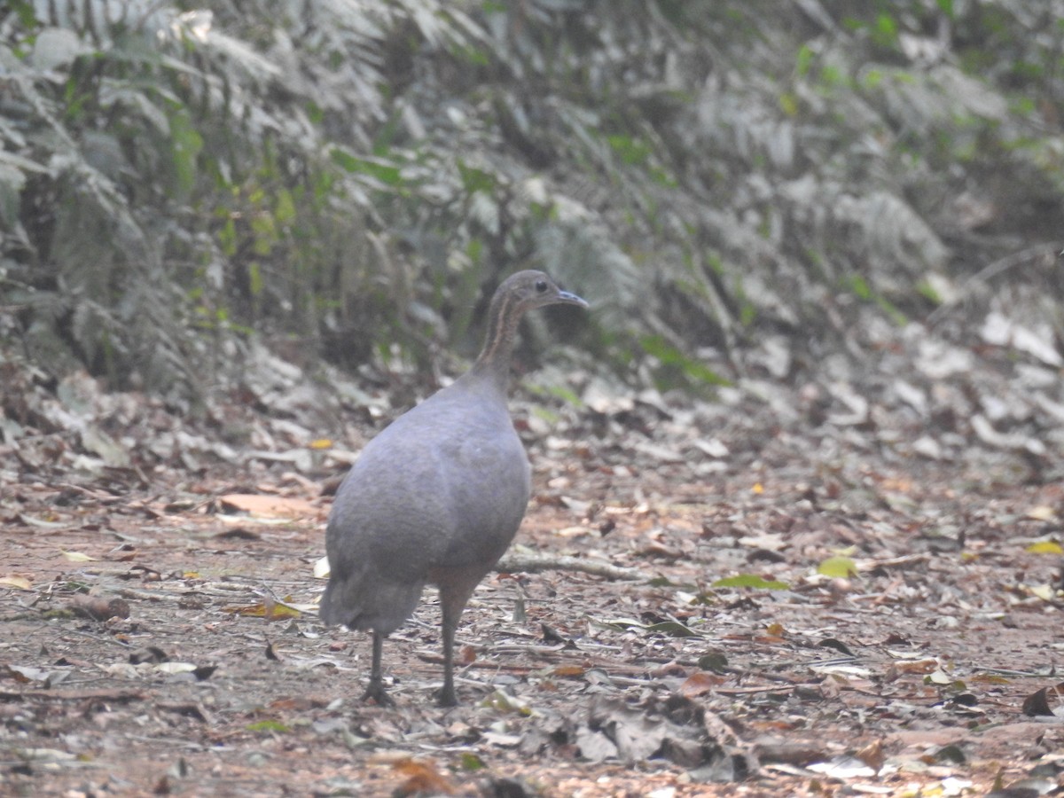 Solitary Tinamou - Katlin Fernandes