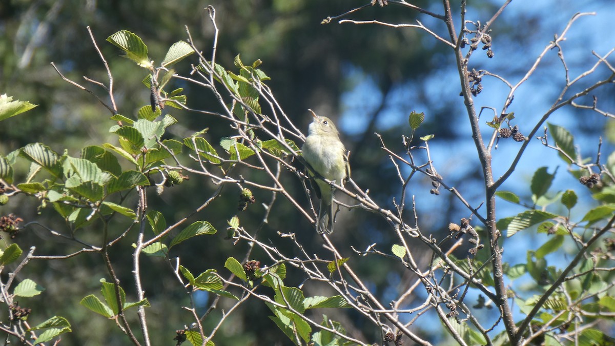 Least Flycatcher - ML177082121