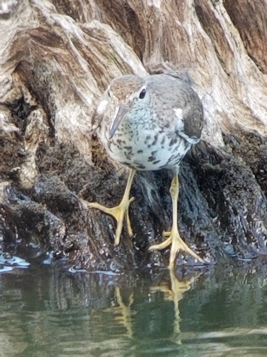 Spotted Sandpiper - Jeff Weeks