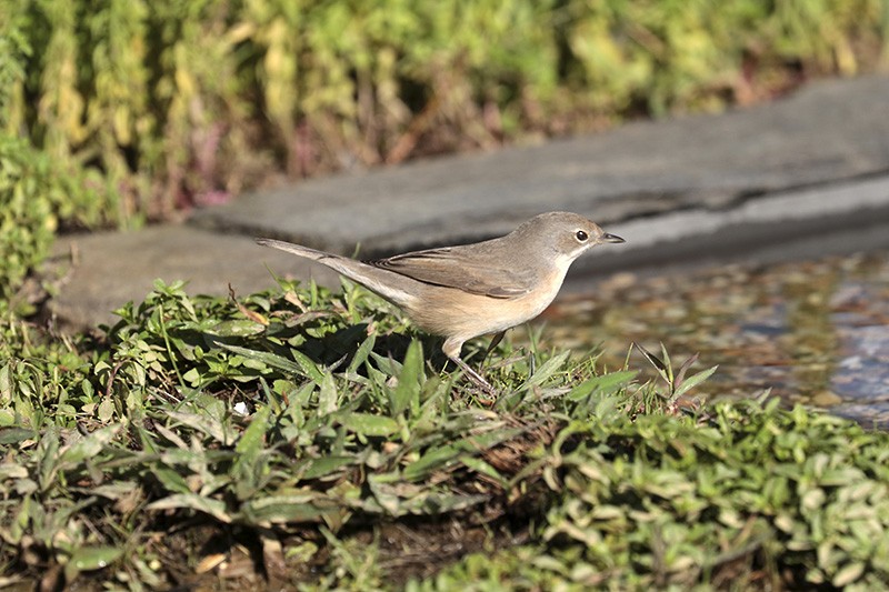 Curruca Carrasqueña Occidental - ML177083561