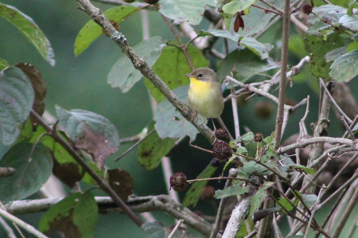 Common Yellowthroat - ML177085401