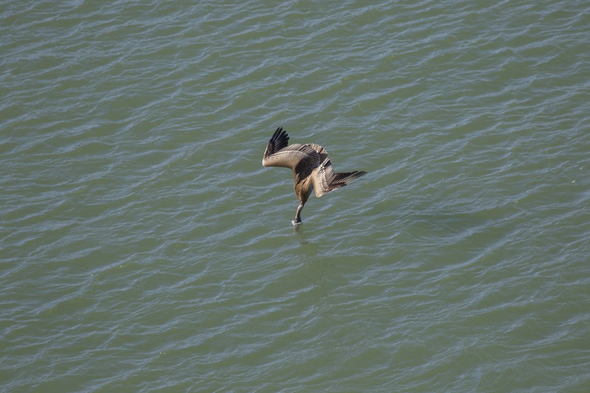 Brown Pelican - ML177085931