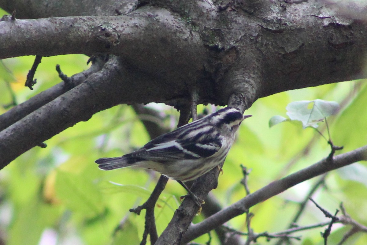 Black-and-white Warbler - ML177086441