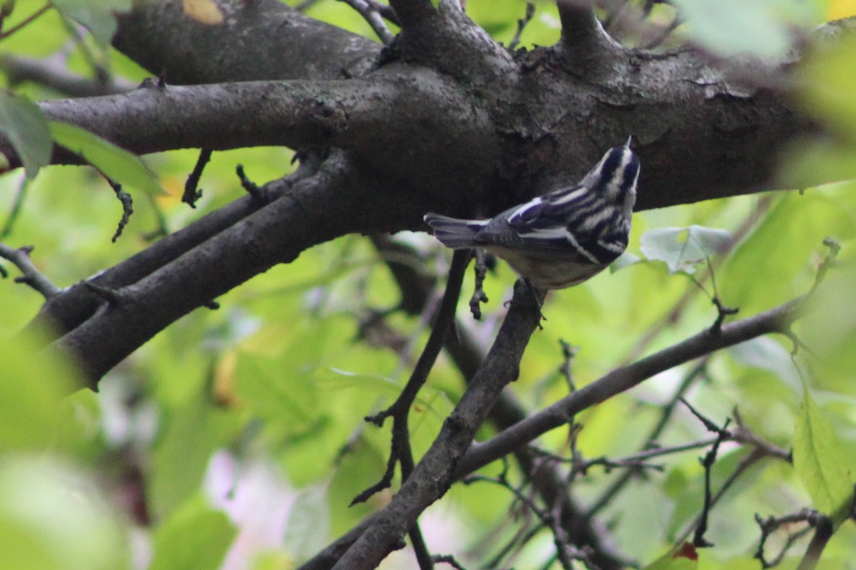 Black-and-white Warbler - ML177086451