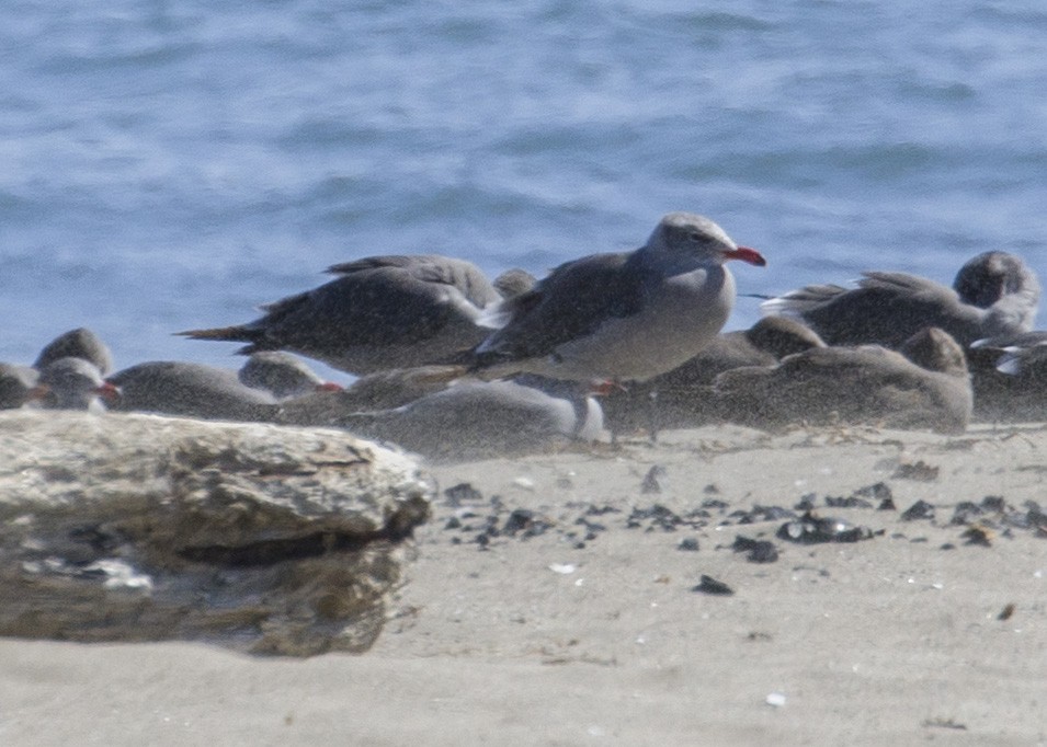 Heermann's Gull - ML177086571