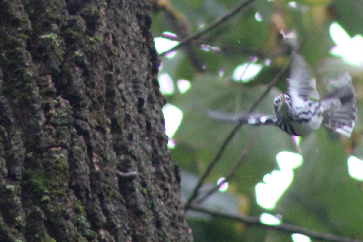 Black-and-white Warbler - ML177086631