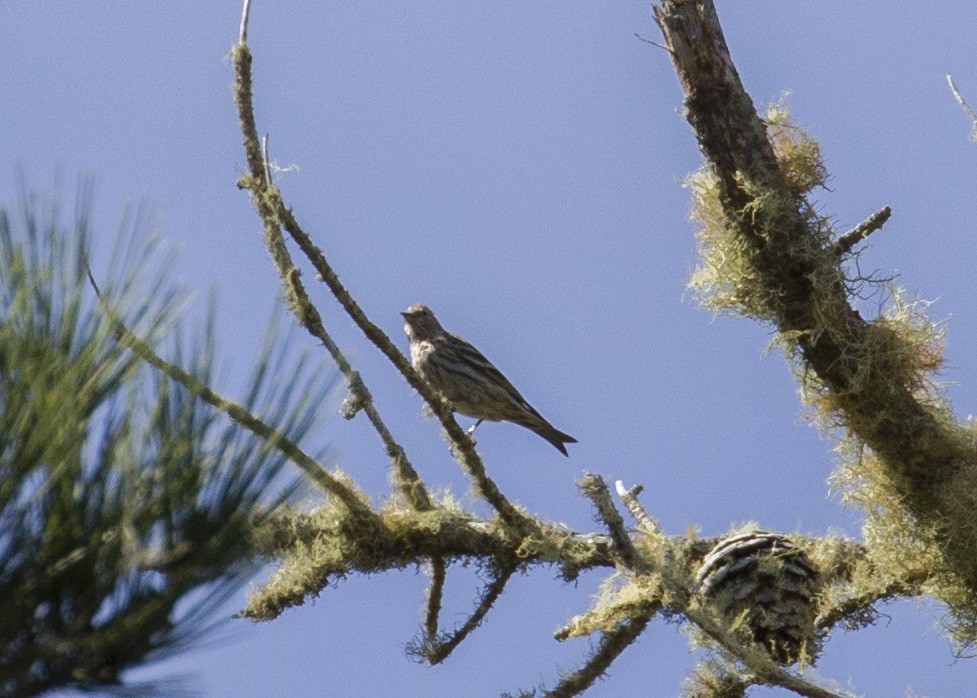 Pine Siskin - ML177087191