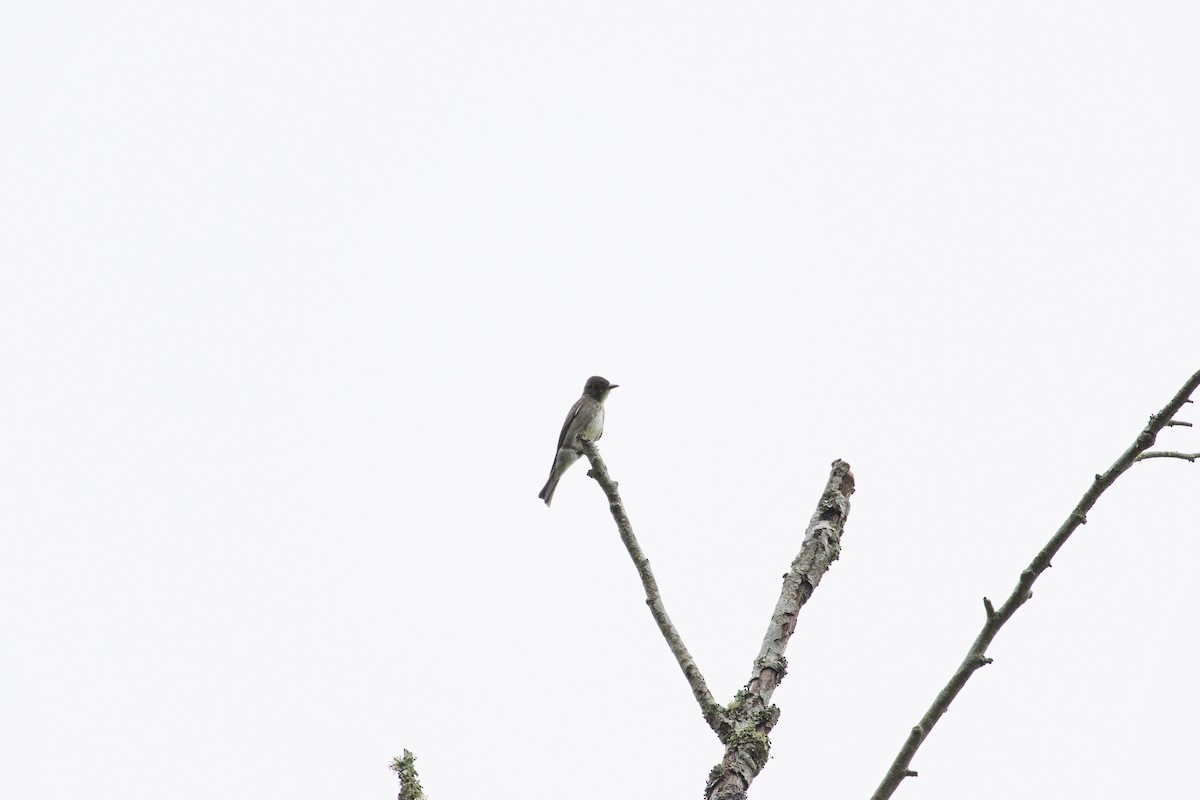 Olive-sided Flycatcher - ML177088511