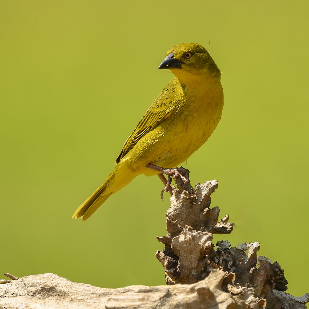 Holub's Golden-Weaver - ML177090331