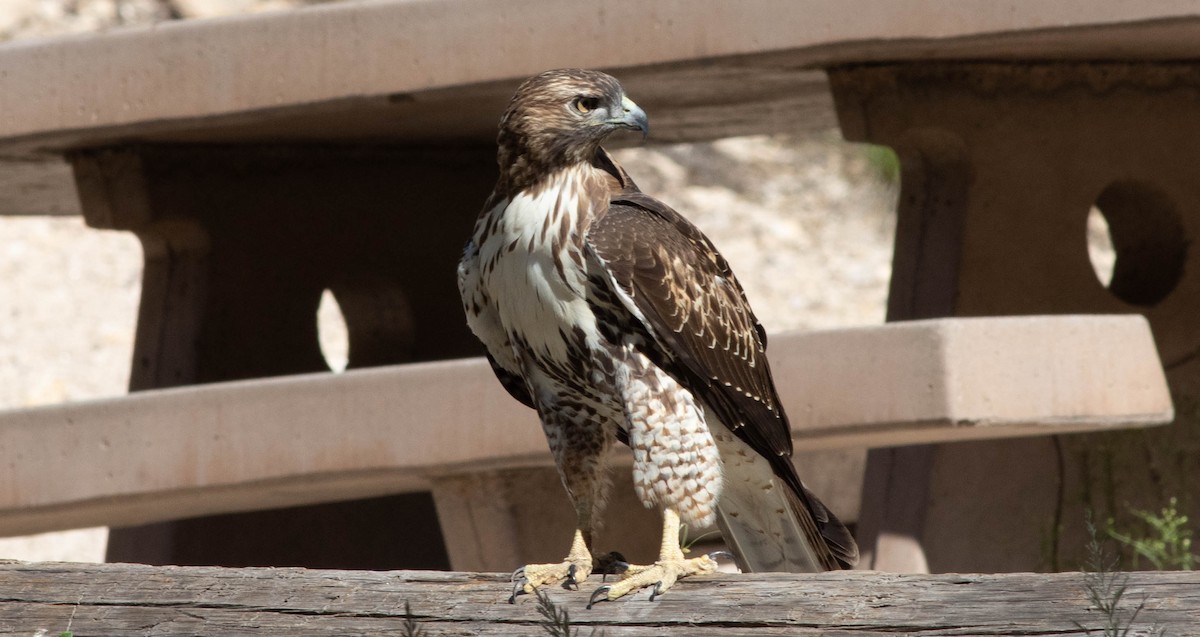 Red-tailed Hawk - Linda McNulty