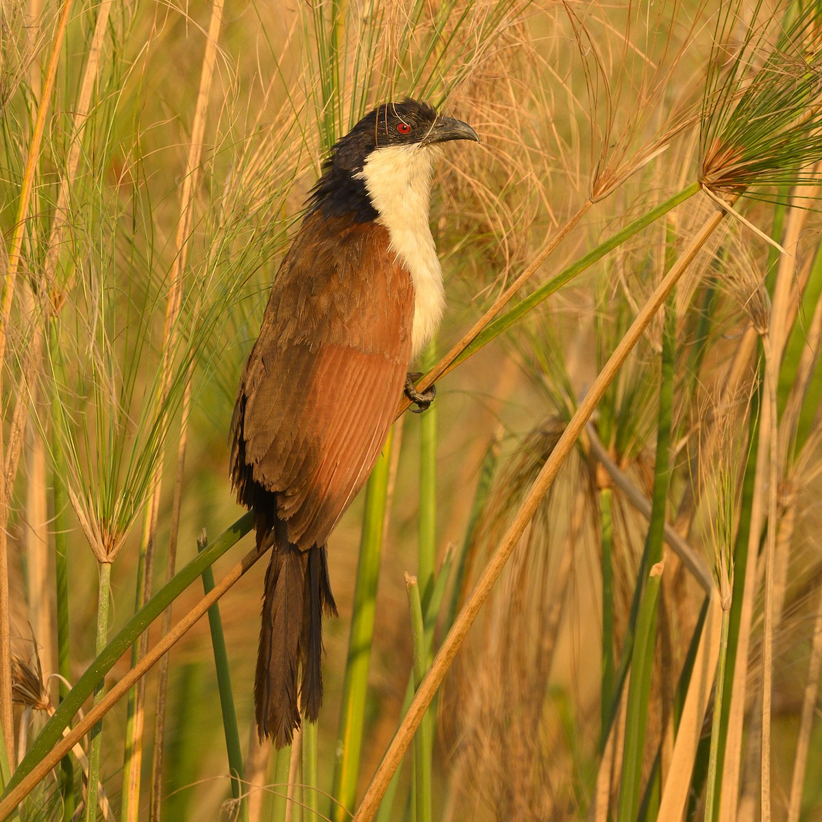 Coppery-tailed Coucal - ML177091471