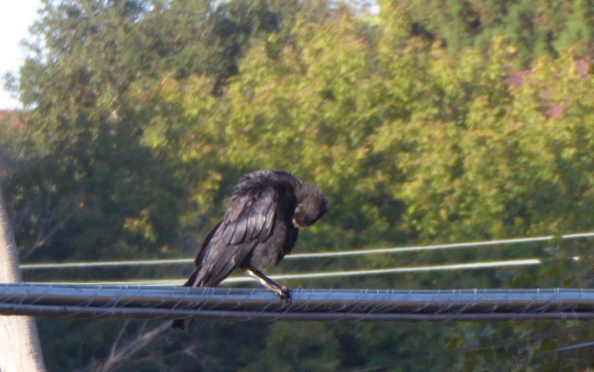 American Crow - ML177092081