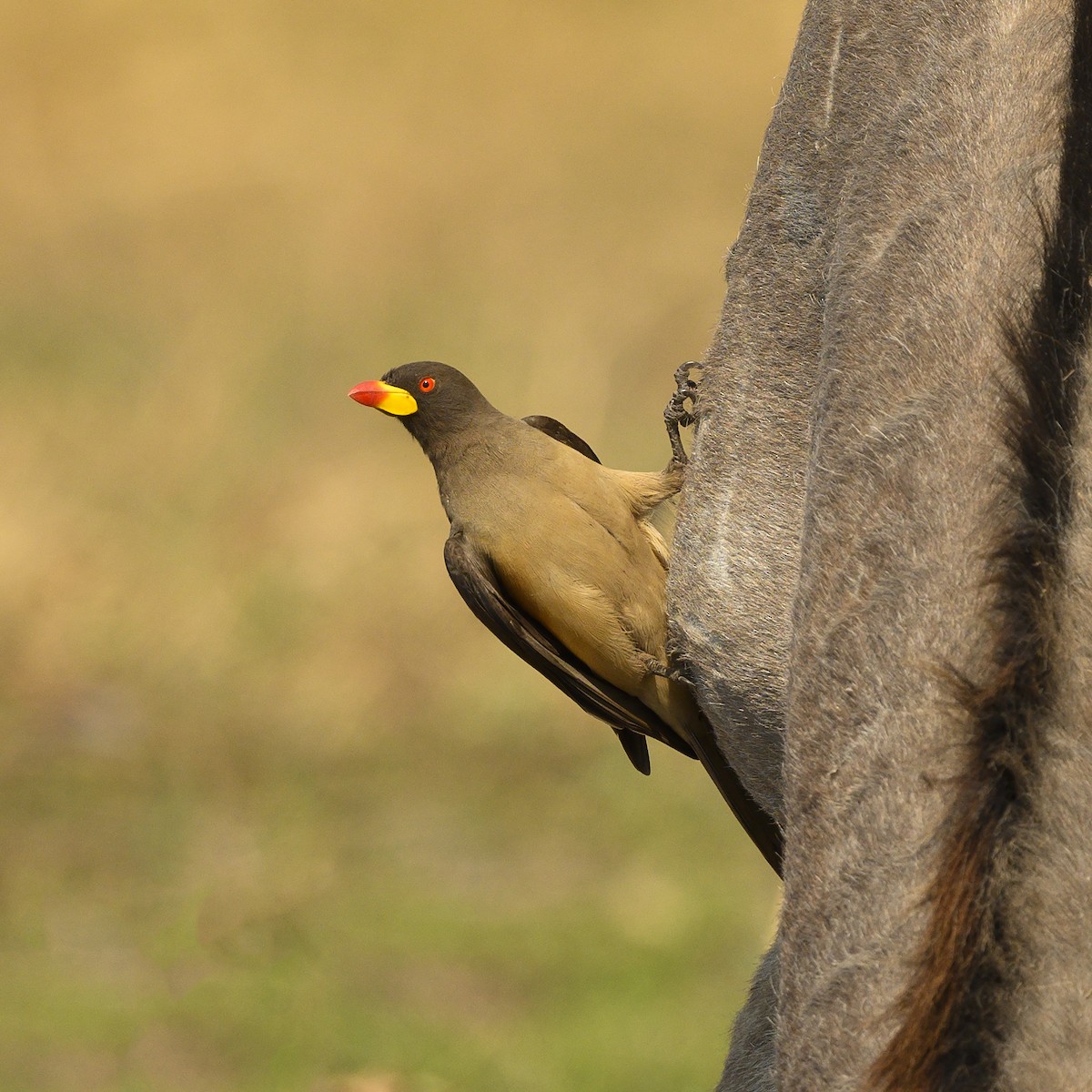 Yellow-billed Oxpecker - ML177092191