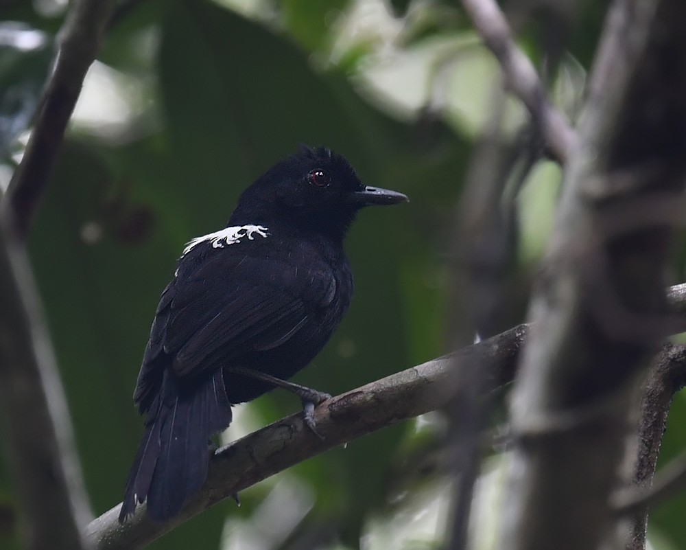 Fringe-backed Fire-eye - Andrew Whitehouse