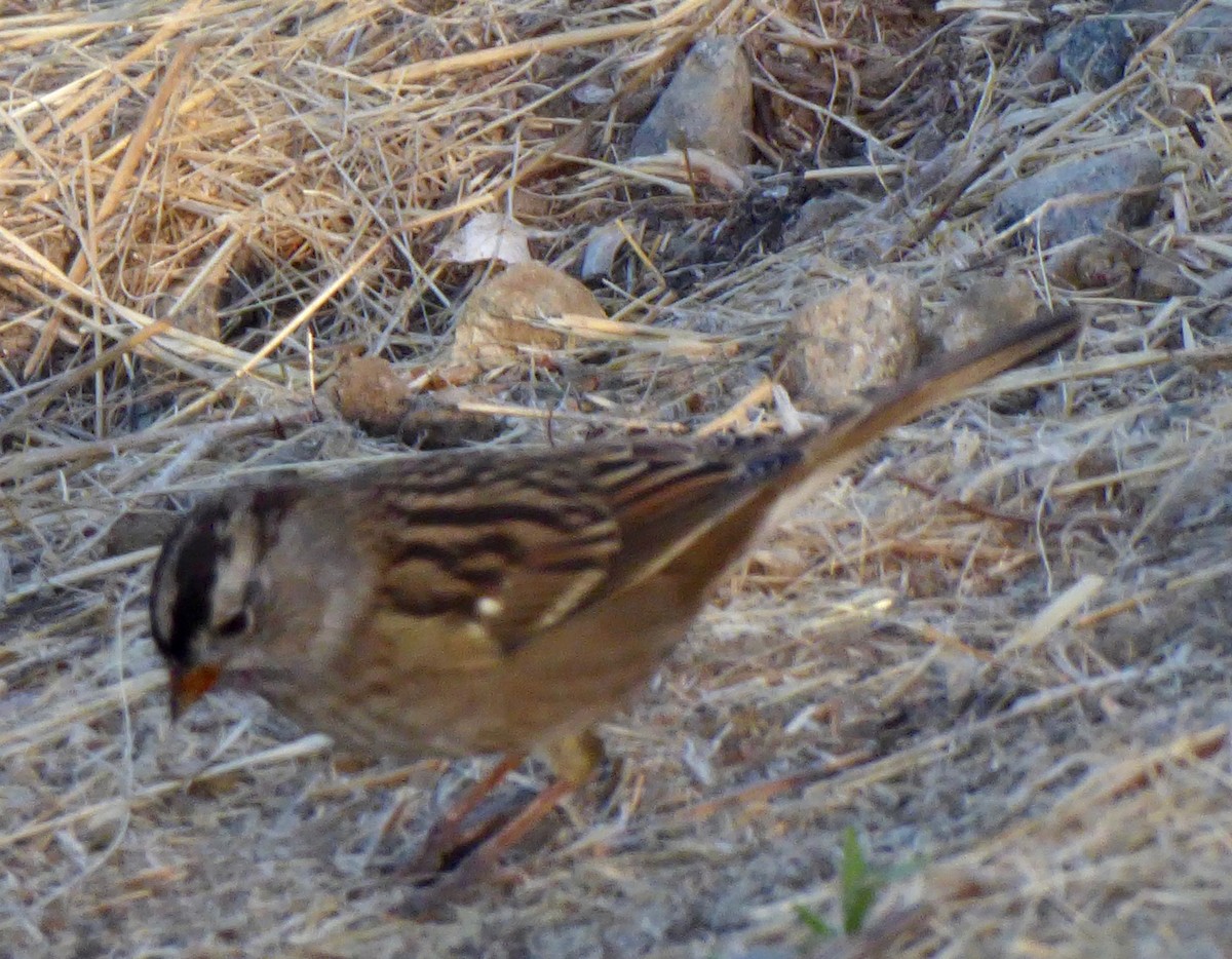 White-crowned Sparrow - ML177092571