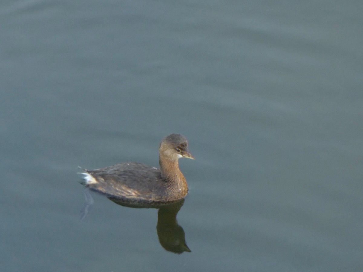 Pied-billed Grebe - ML177092831