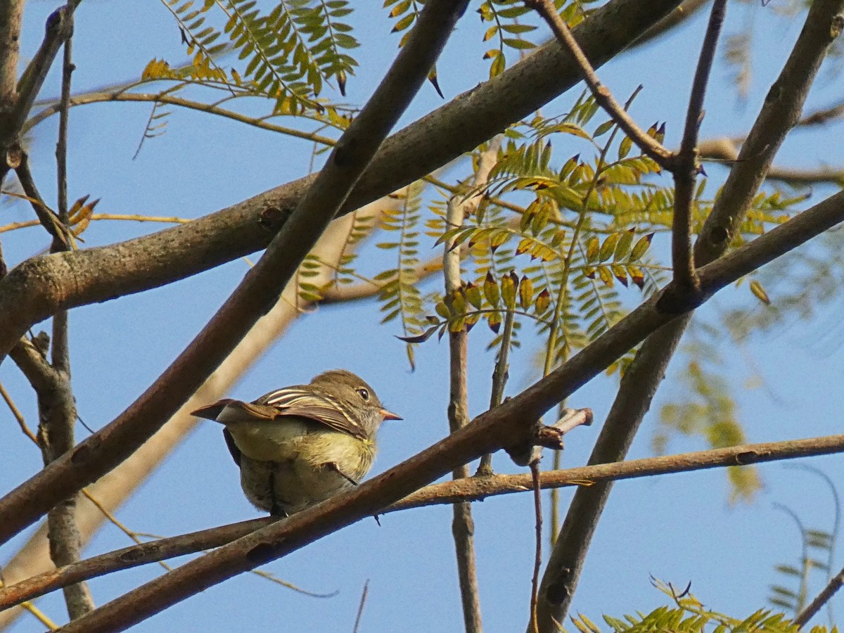 Small-billed Elaenia - ML177094751