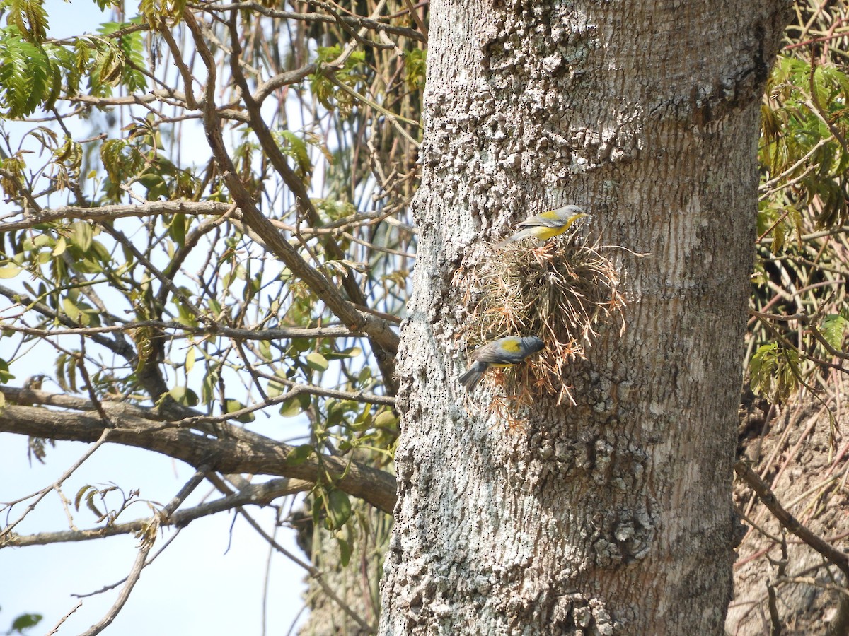 Tropical Parula - ML177099141