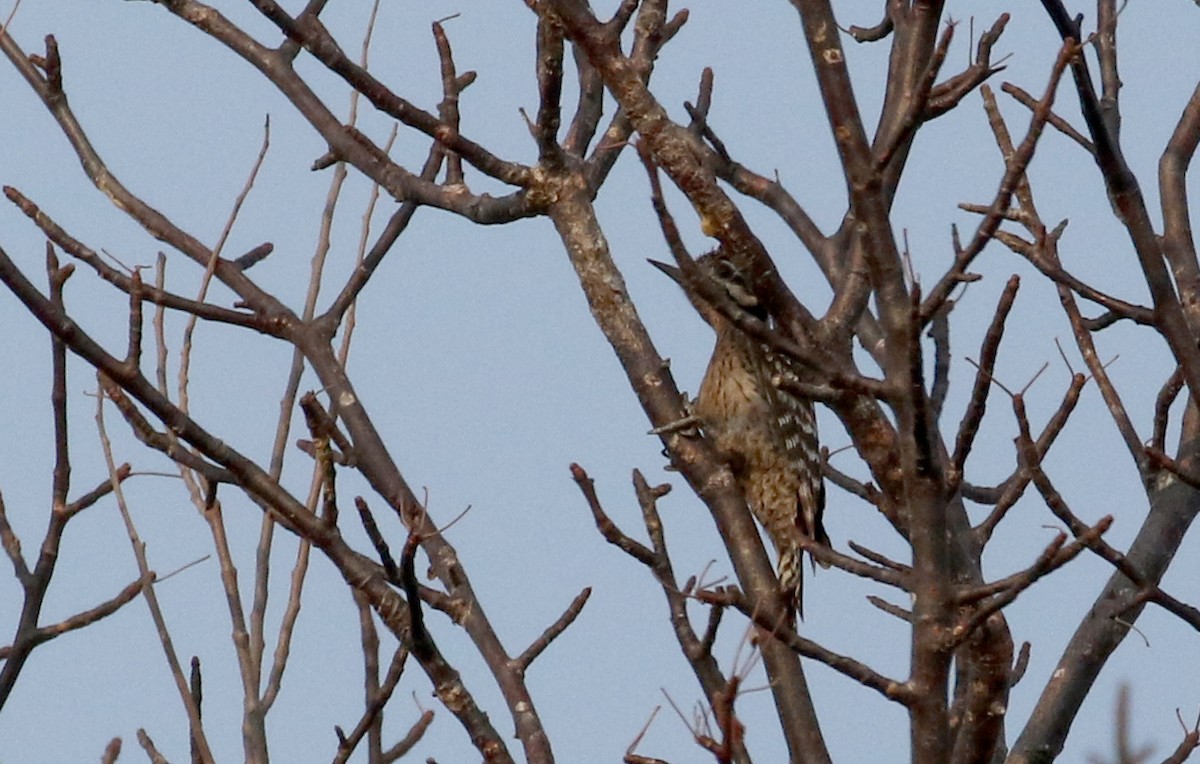 Ladder-backed Woodpecker - ML177099261