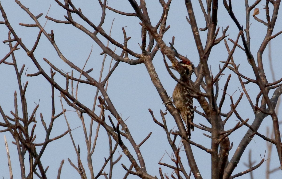 Ladder-backed Woodpecker - ML177099271